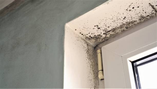Best Industrial Mold Remediation  in Kiryas Joel, NY
